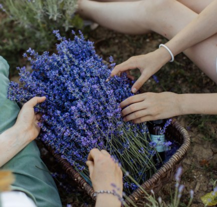 8 of the Tastiest Edible Flowers