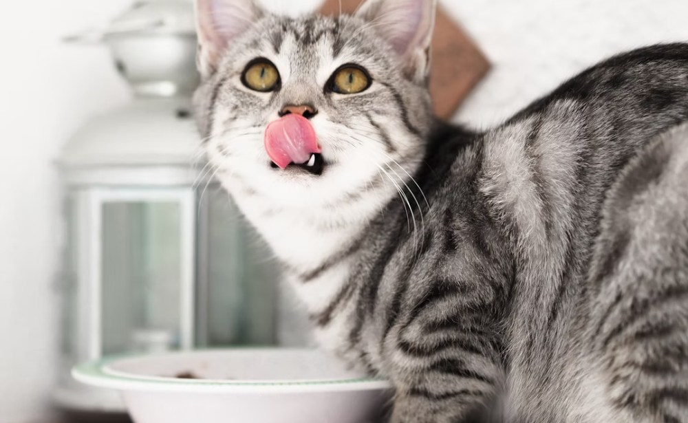 What Mistakes Should You Avoid When Feeding Your Cat?