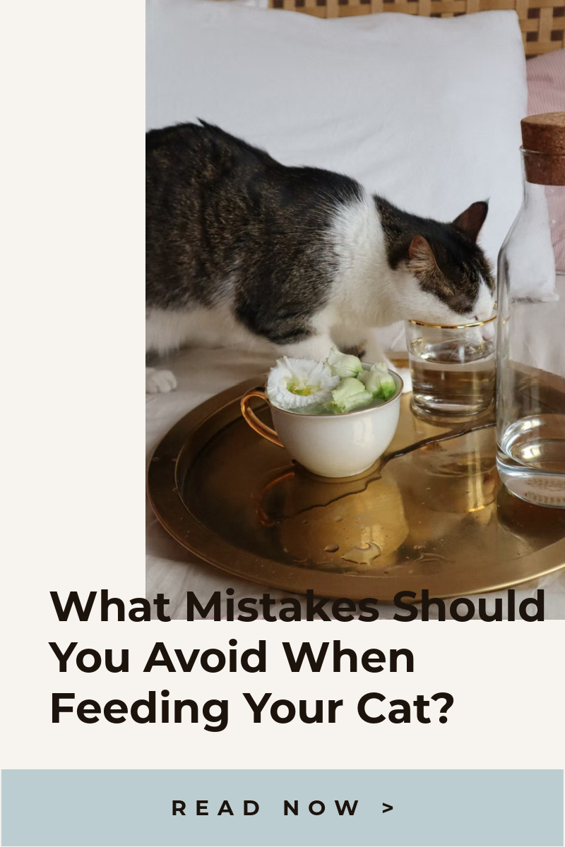 What Mistakes Should You Avoid When Feeding Your Cat?