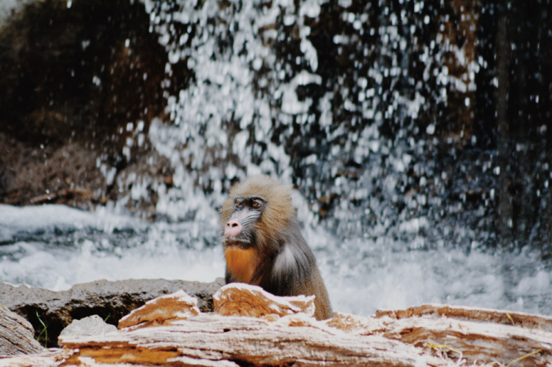 Family Friendly Activities In Dallas- Dallas Zoo